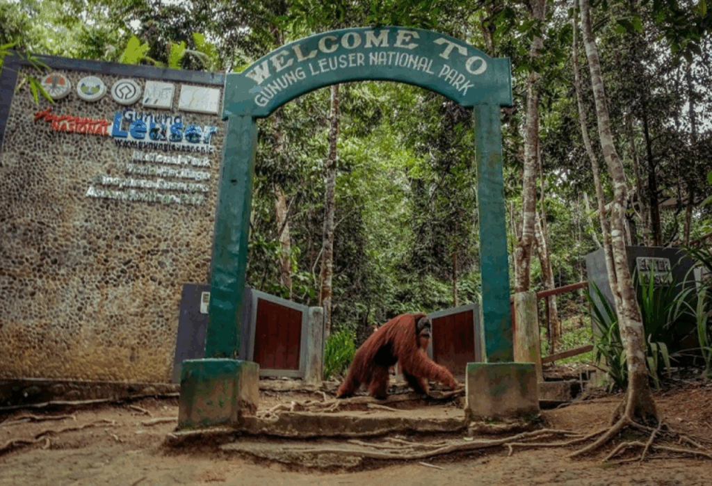 TAMAN NASIONAL GUNUNG LEUSER