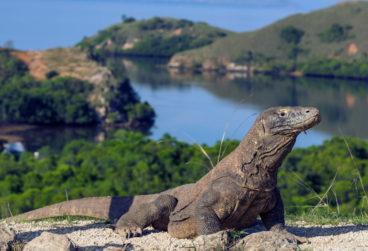 komodo-national-park