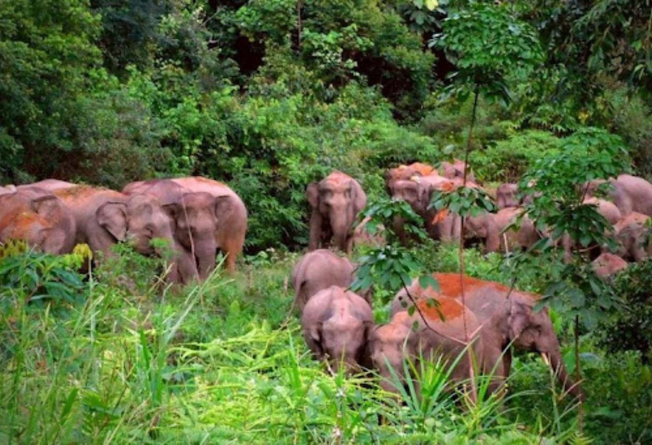 TAMAN NASIONAL BUKIT TIGA PULUH