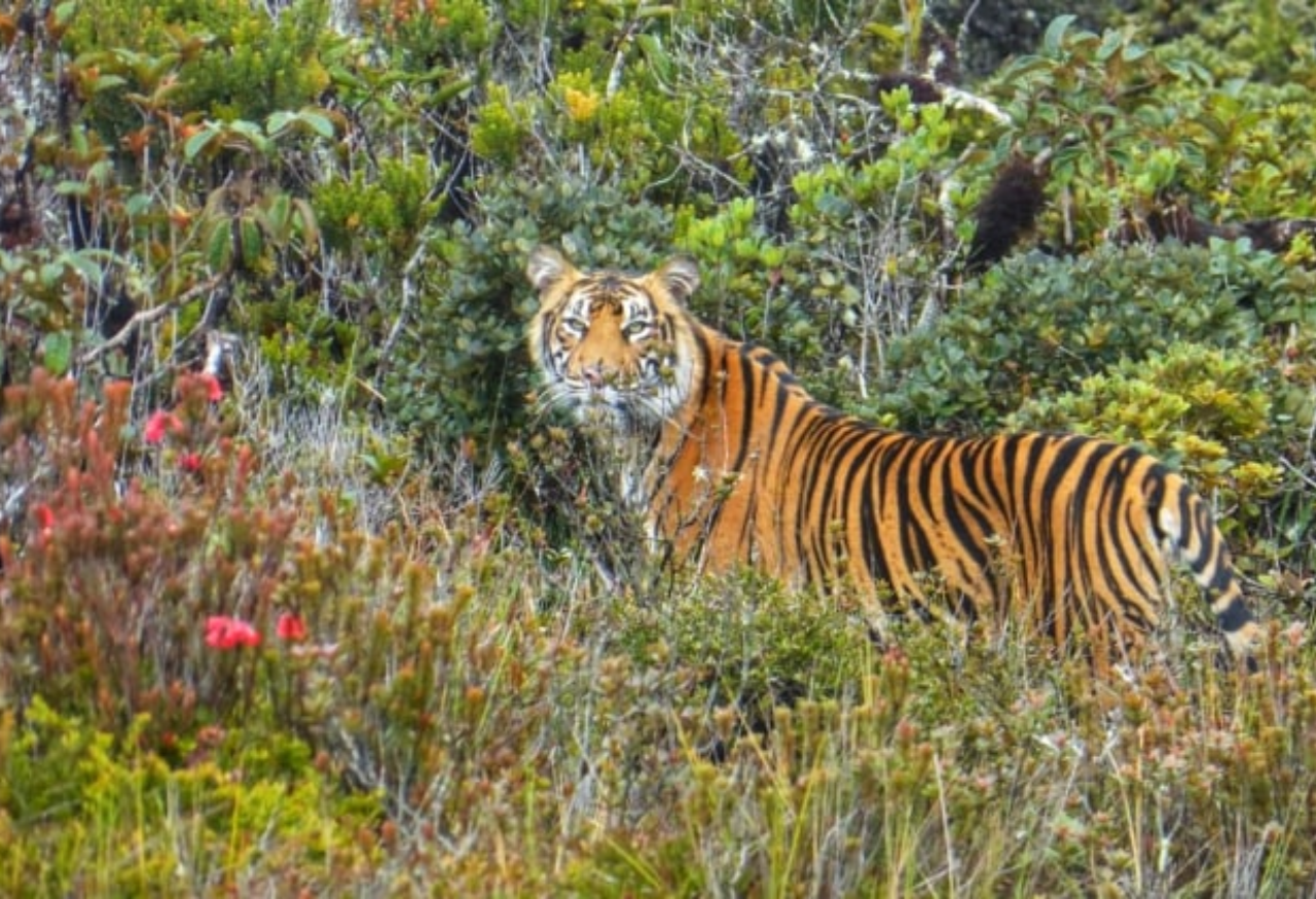 TAMAN NASIONAL GUNUNG LEUSER