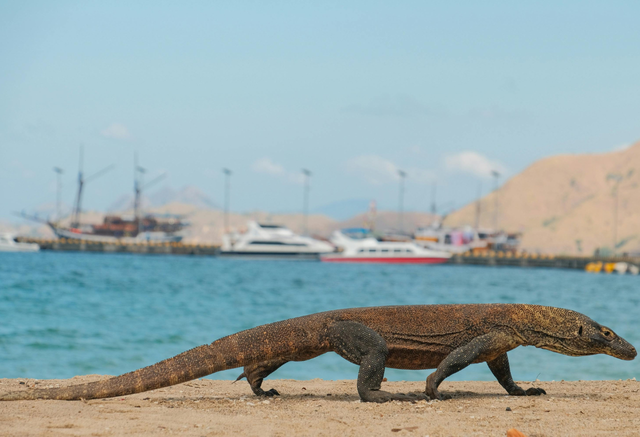 TAMAN NASIONAL PULAU KOMODO