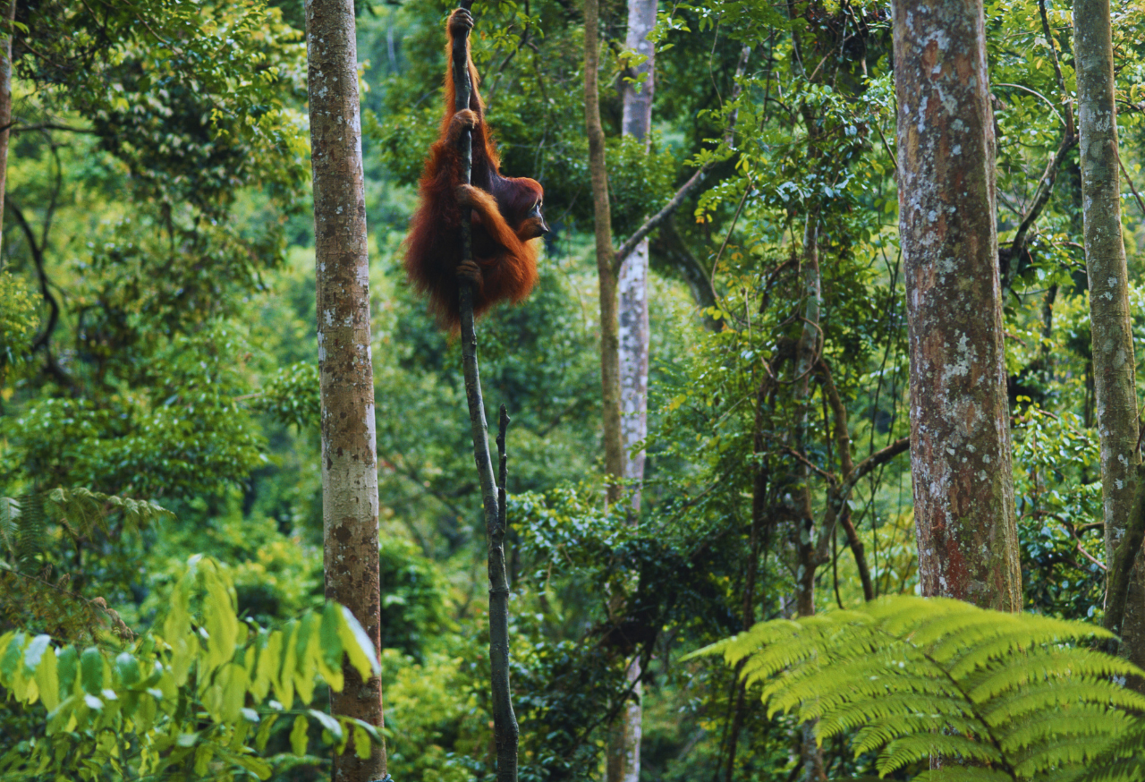 taman-nasional-leuser