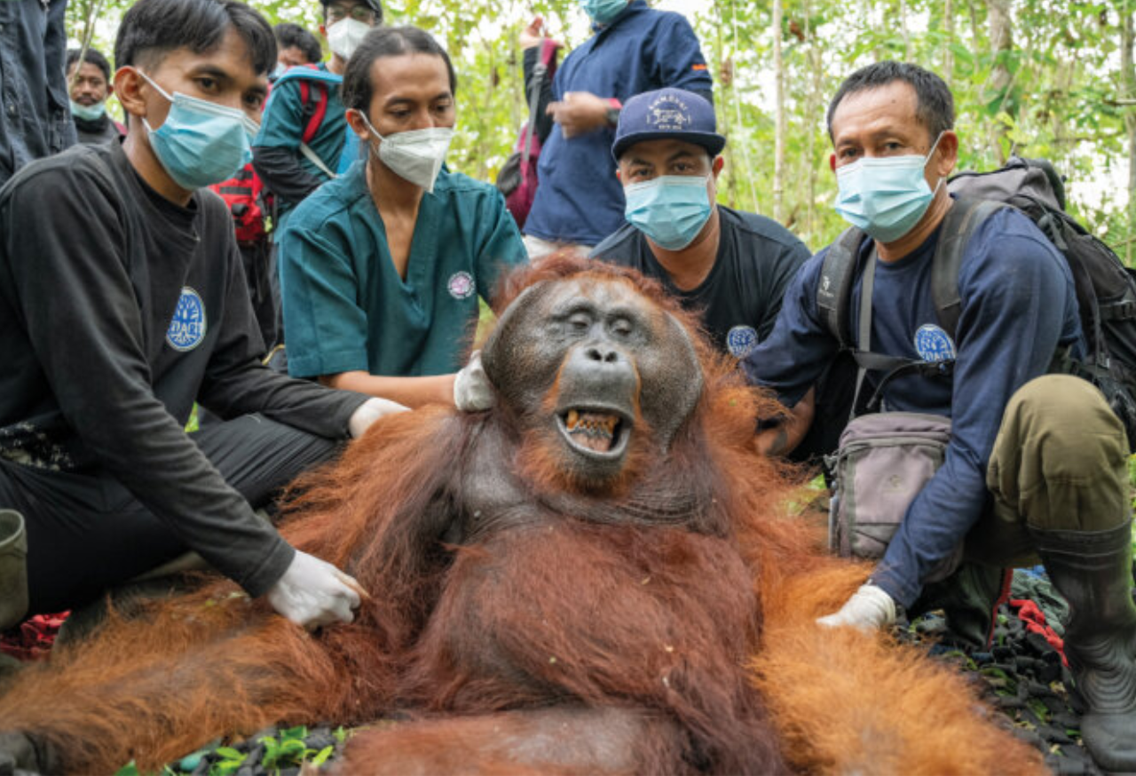 TRANSLOKASI DAN RESCUE OPRATIONS ORANGHUTAN